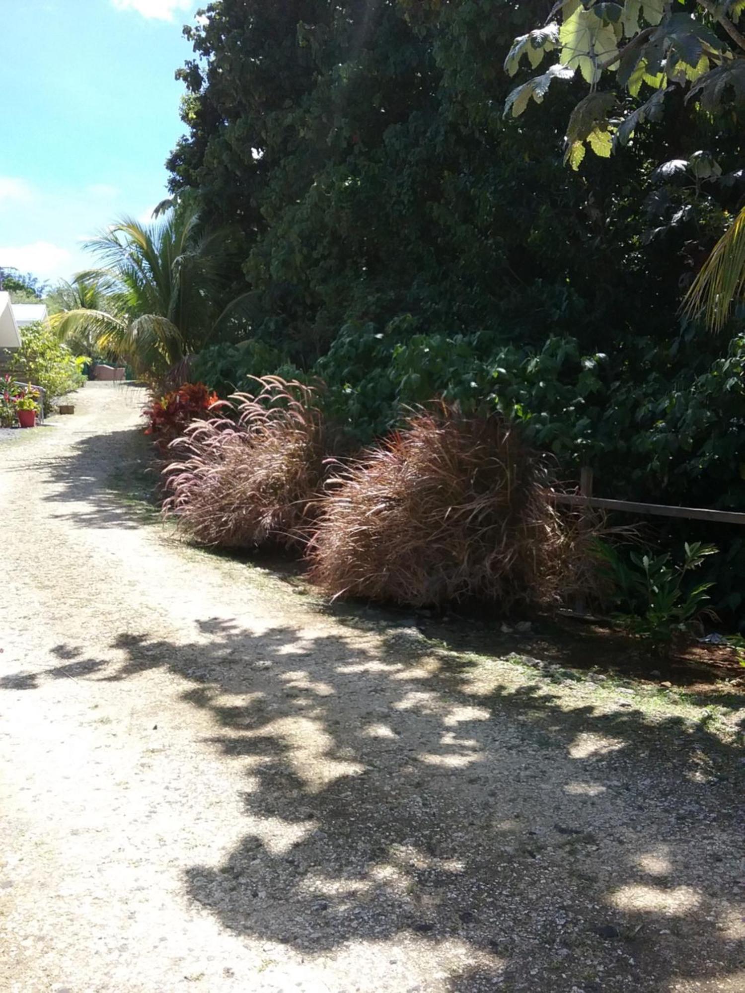 Dadi'S Little Paradis Sainte-Rose Bagian luar foto